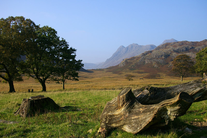 To save this picture as Windows Wallpaper - right click it - then select "Set as Background"